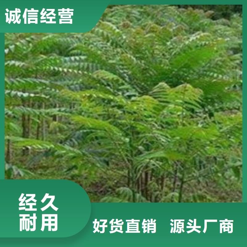 香椿-信誉可靠