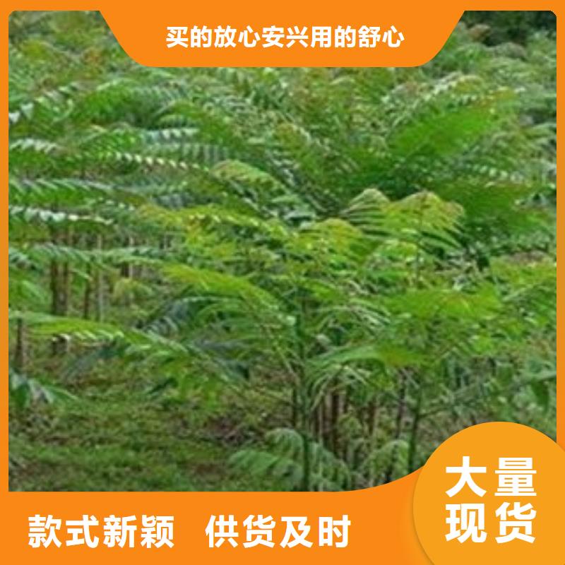 香椿优惠中