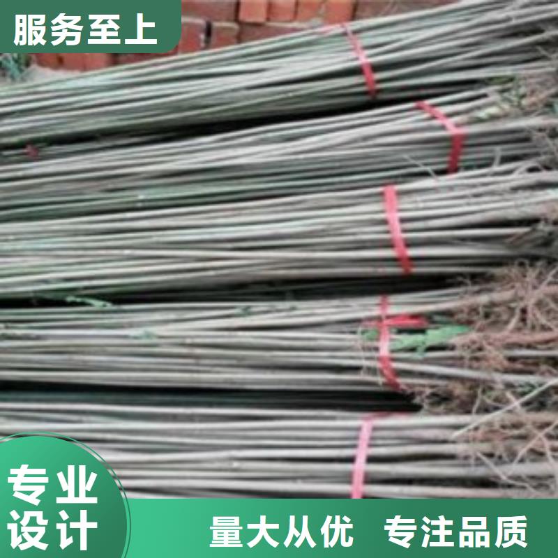 甄选：香椿供应商当地厂家