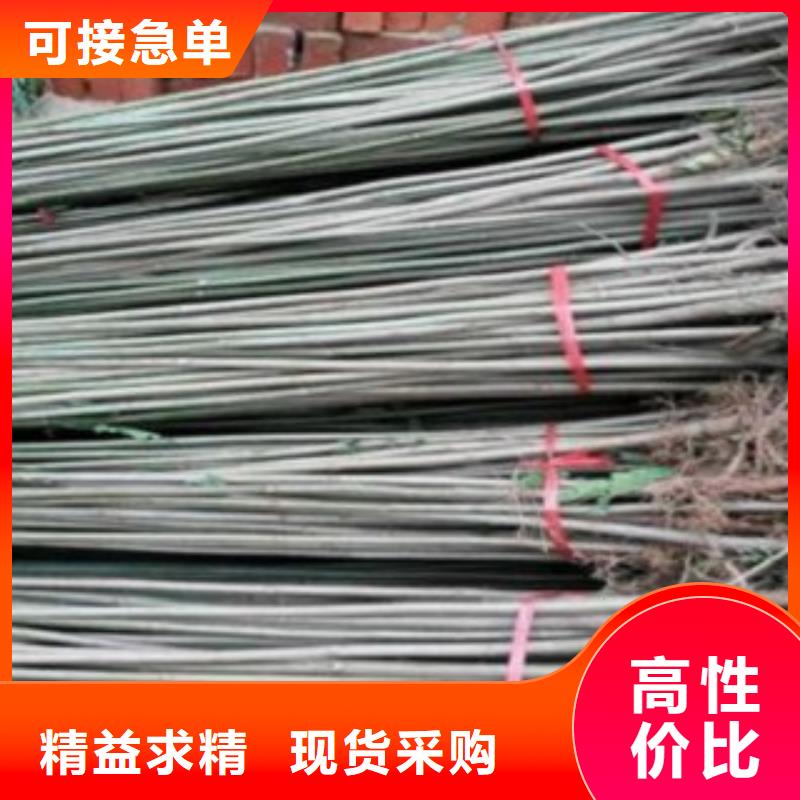 香椿-高新区建辉园艺场