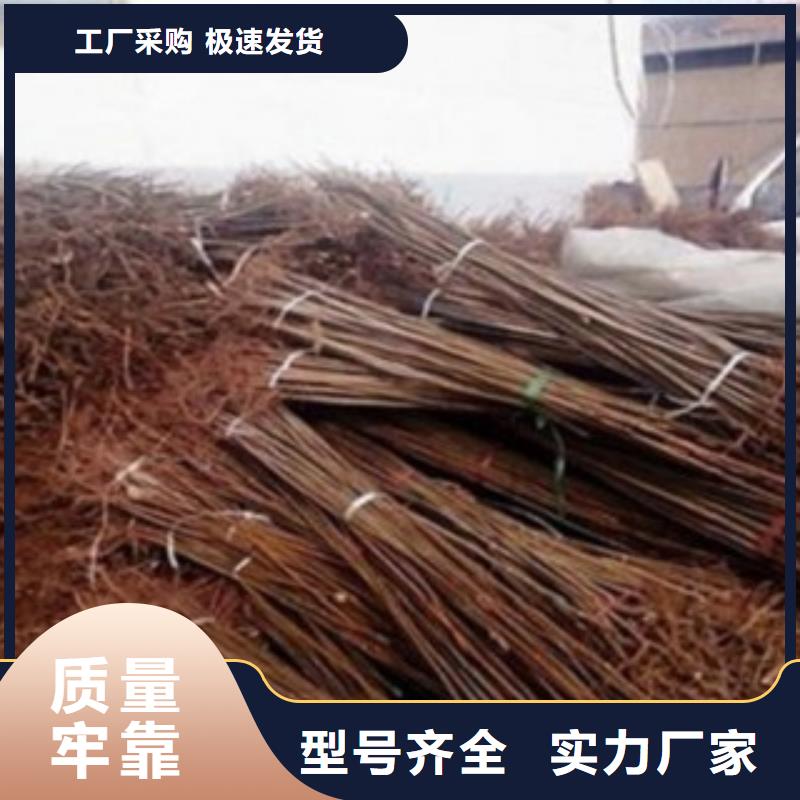 香椿-信誉可靠