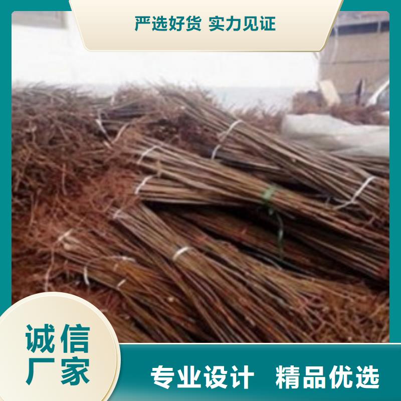 香椿厂家信誉好品质过硬