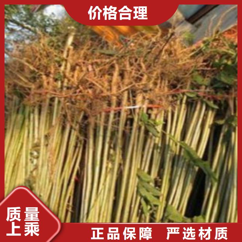 香椿厂家质优价廉值得买