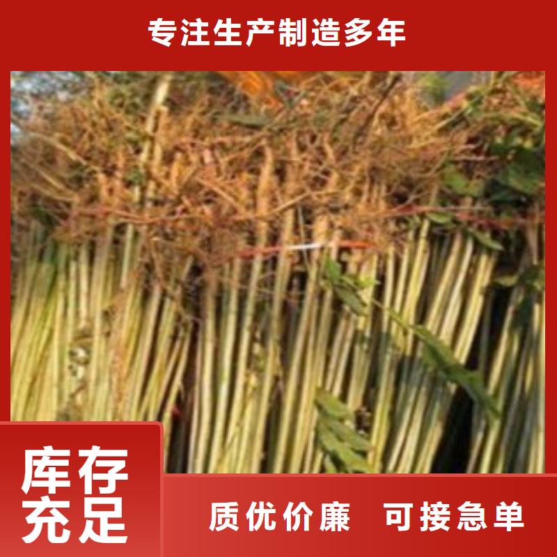 香椿价格-厂家本地厂家