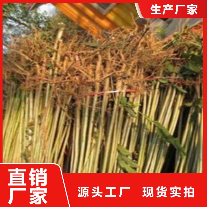 供应香椿_优质厂家