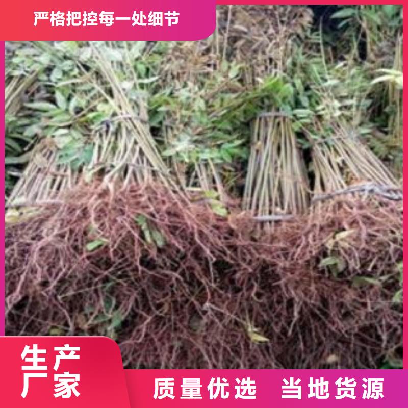 香椿厂家品质可靠做工细致