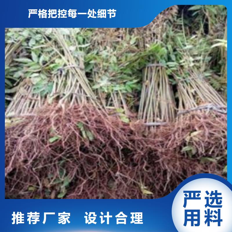 香椿参数详情用途广泛