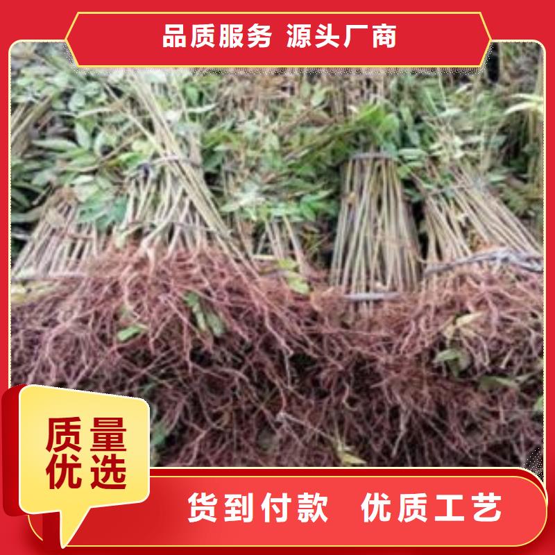 香椿|香椿厂家现货本地制造商