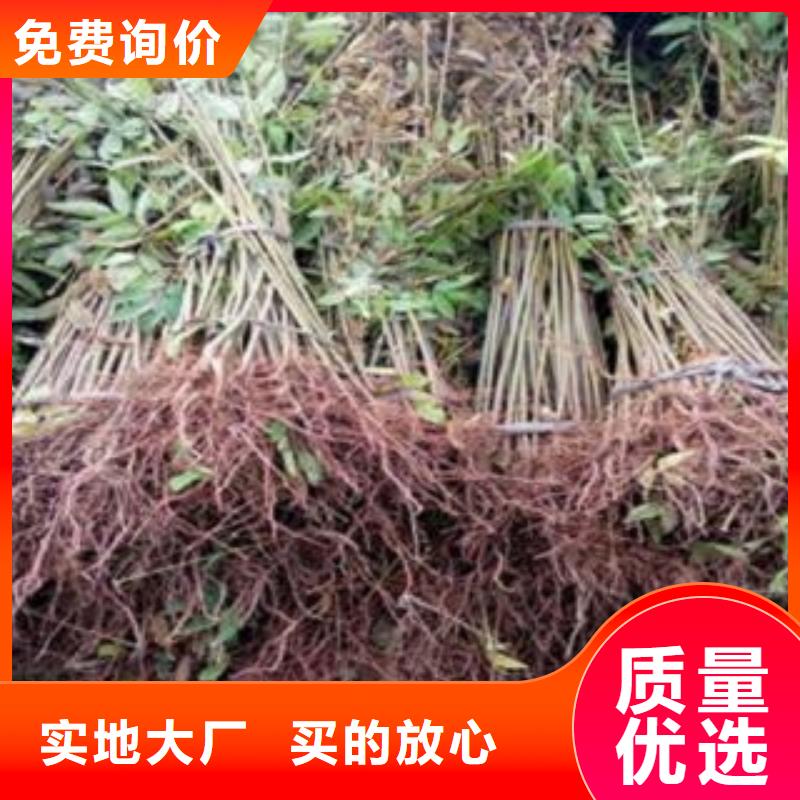 规格齐全的香椿批发商免费安装