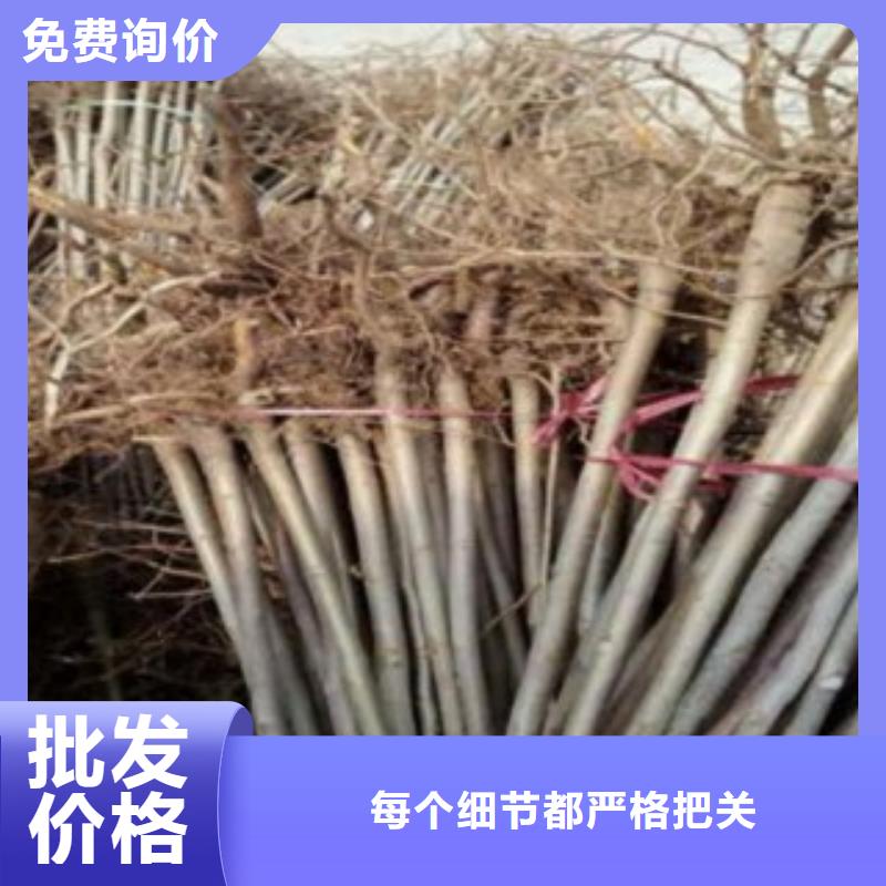 香椿-快来购买吧自有生产工厂