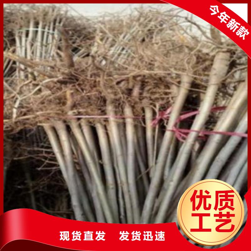 香椿有现货当地生产厂家