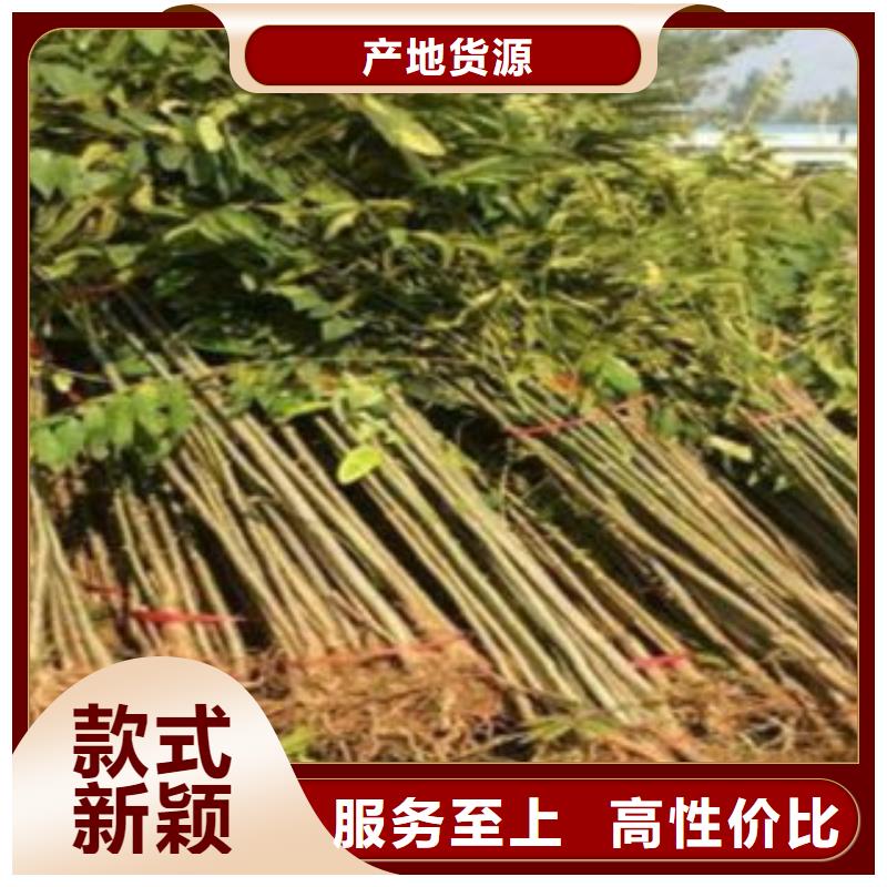 采购香椿必看-规格全