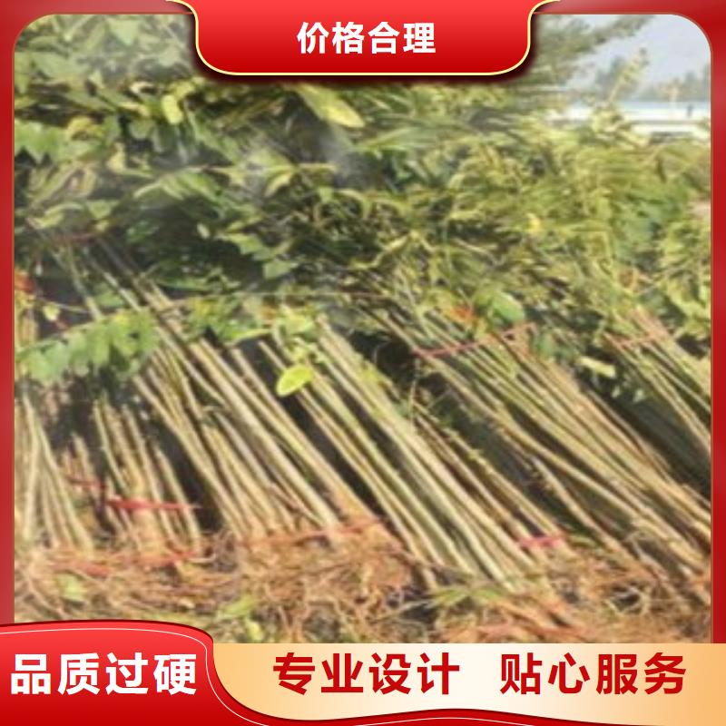 订购香椿怎么选？