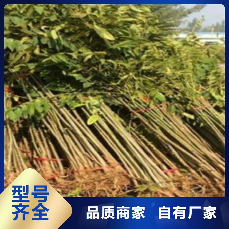 規格齊全的香椿供貨商