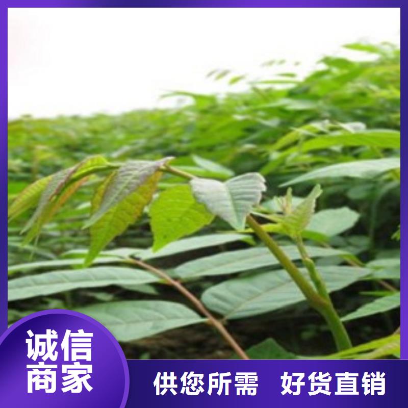 香椿厂家_咨询优惠