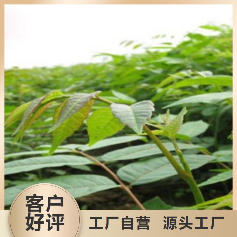規格齊全的香椿供貨商