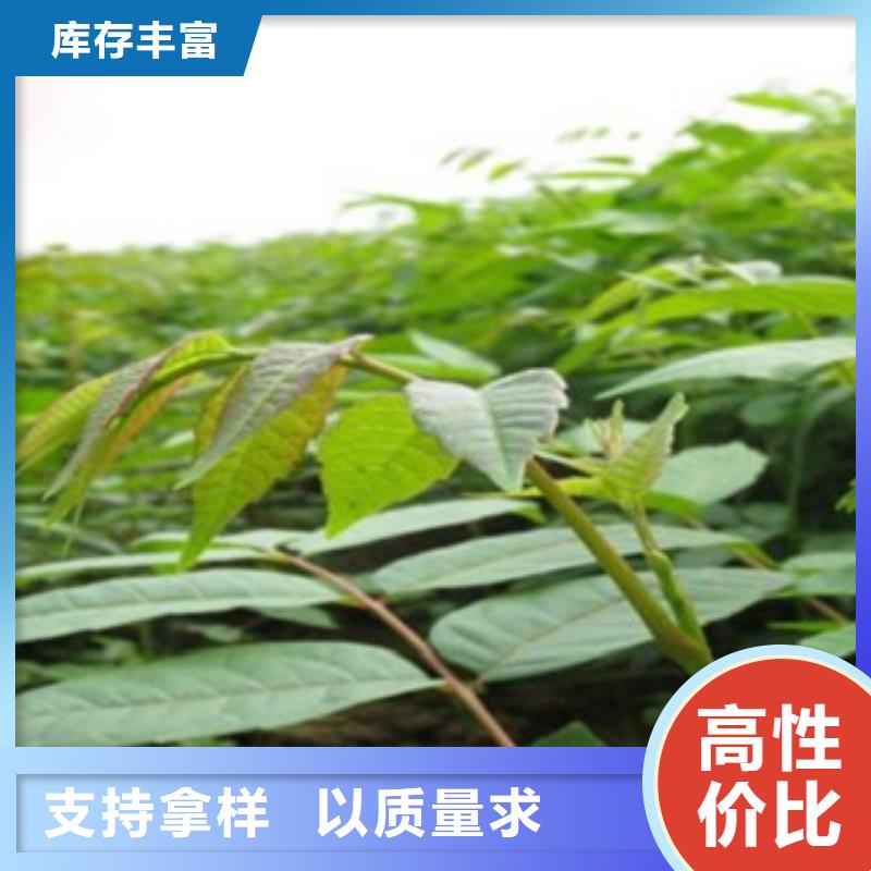 香椿多年生产经验