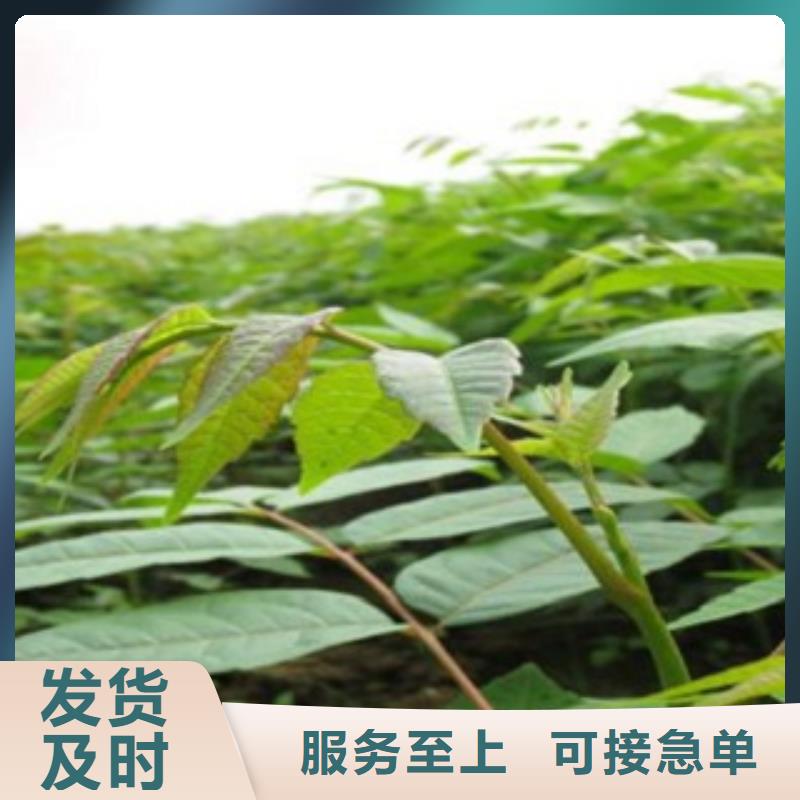 香椿规格全可满足不同需求品质不将就