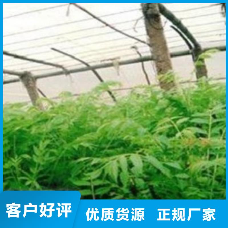 香椿厂家信誉好加工定制