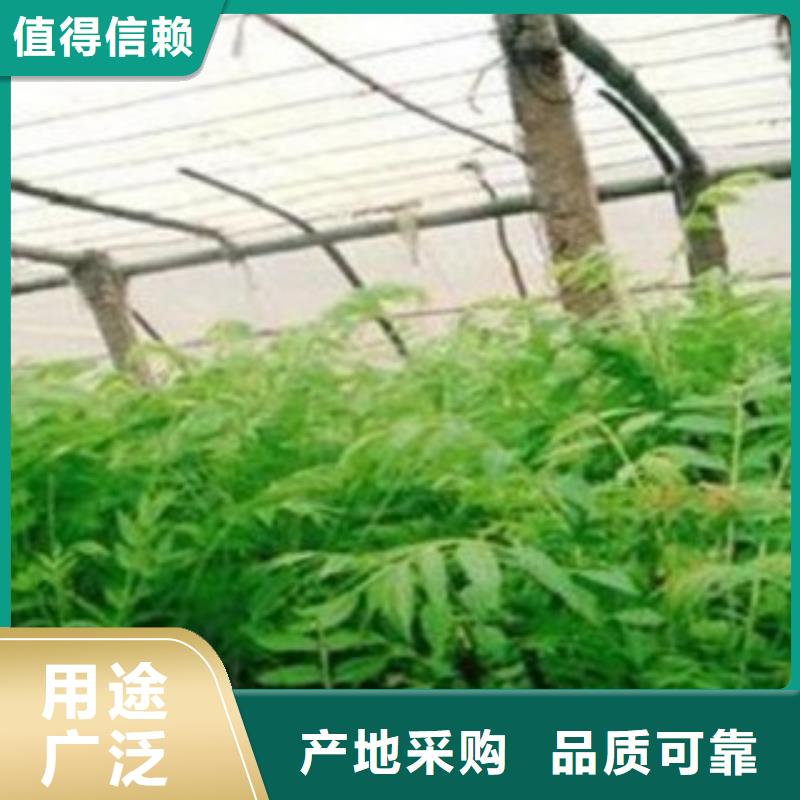香椿-高新区建辉园艺场