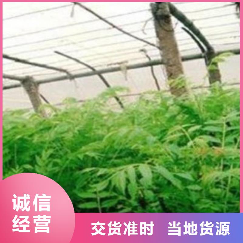 香椿、香椿厂家直销-库存充足品质优选