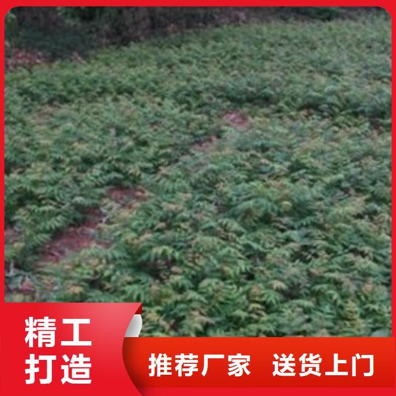 香椿优选品质厂家本地品牌