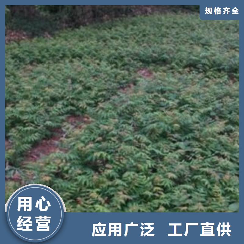 香椿厂家加工