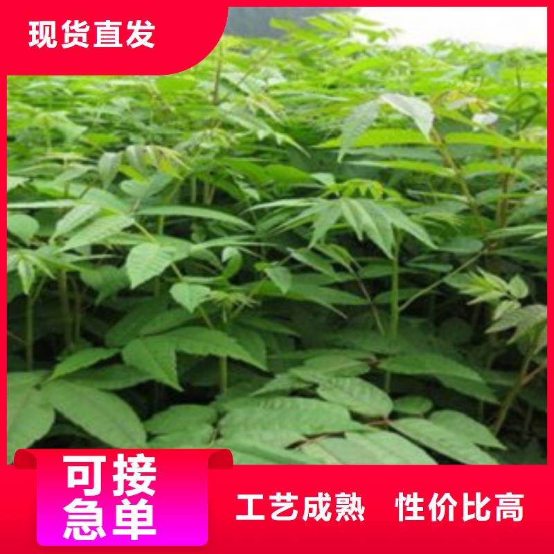 香椿品质定制批发