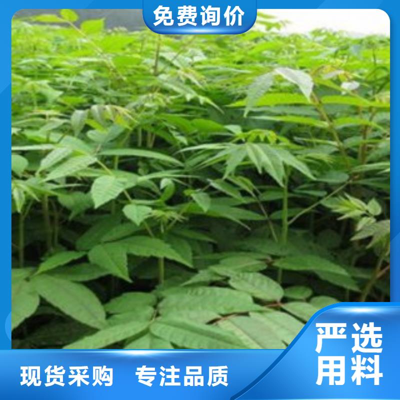 质量优的香椿品牌厂家