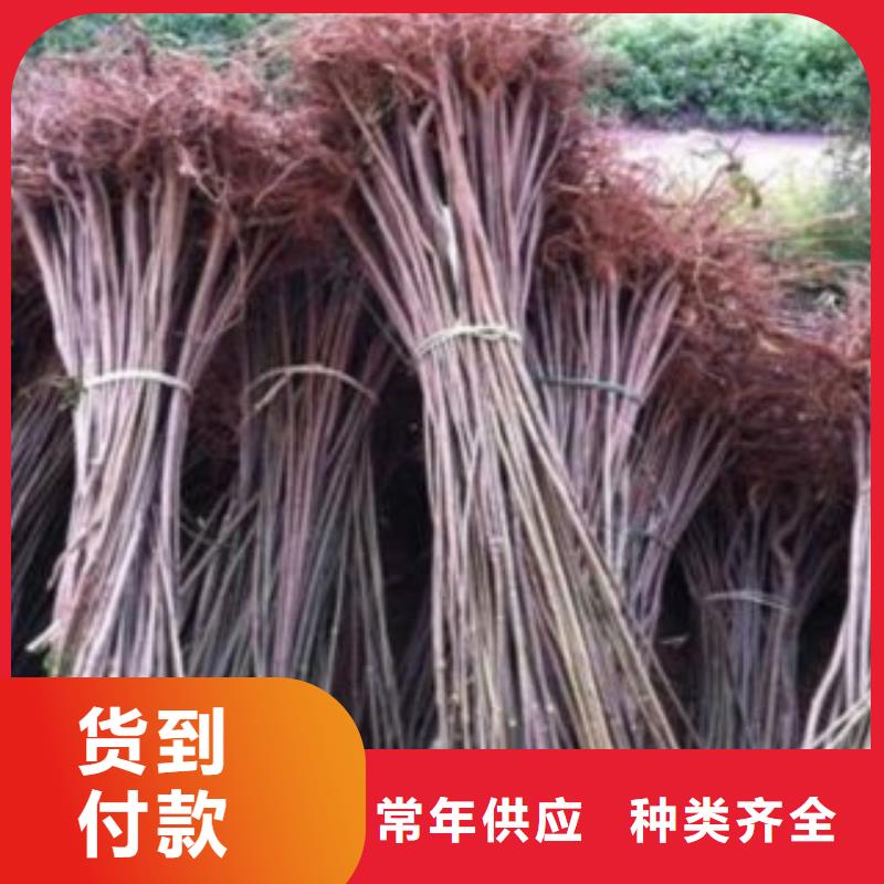 香椿品质经得起考验