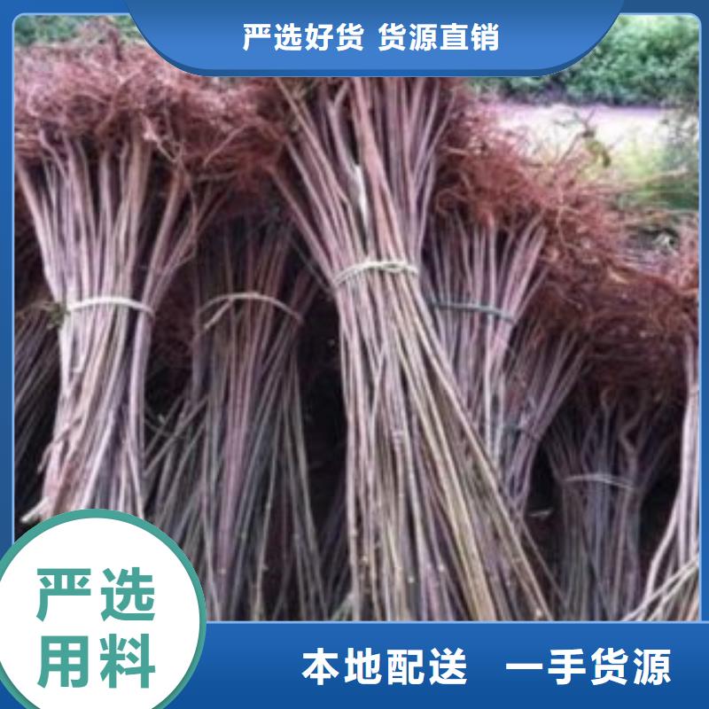 香椿用途分析厂家销售