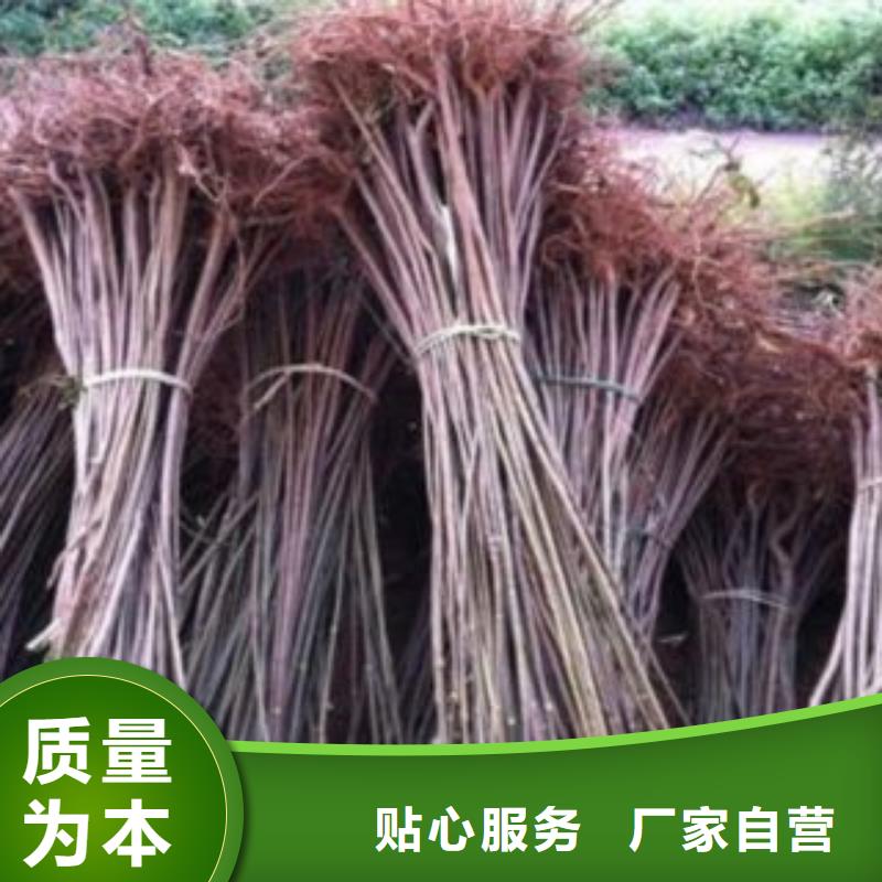 香椿报价及时当地货源