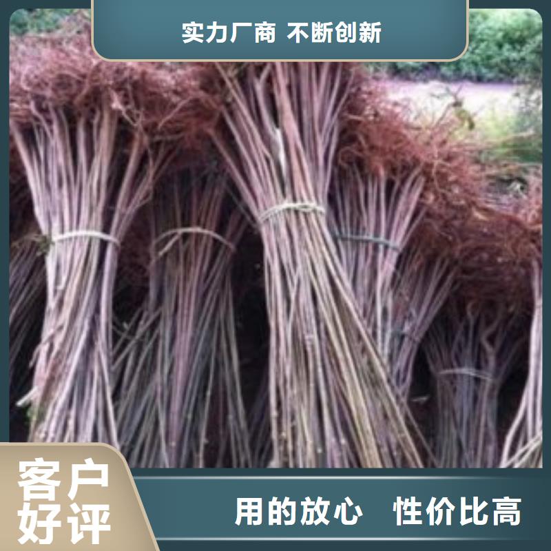 香椿-香椿供货商