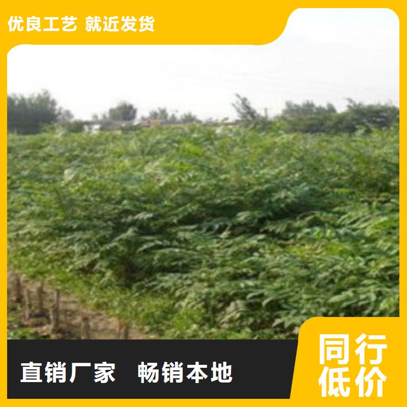 香椿厂家-有口皆碑-全国发货大量现货供应