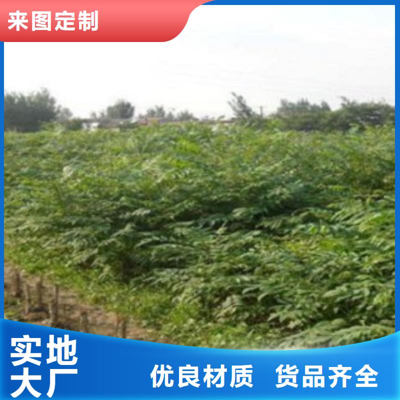 香椿厂家当天发货厂家实力大