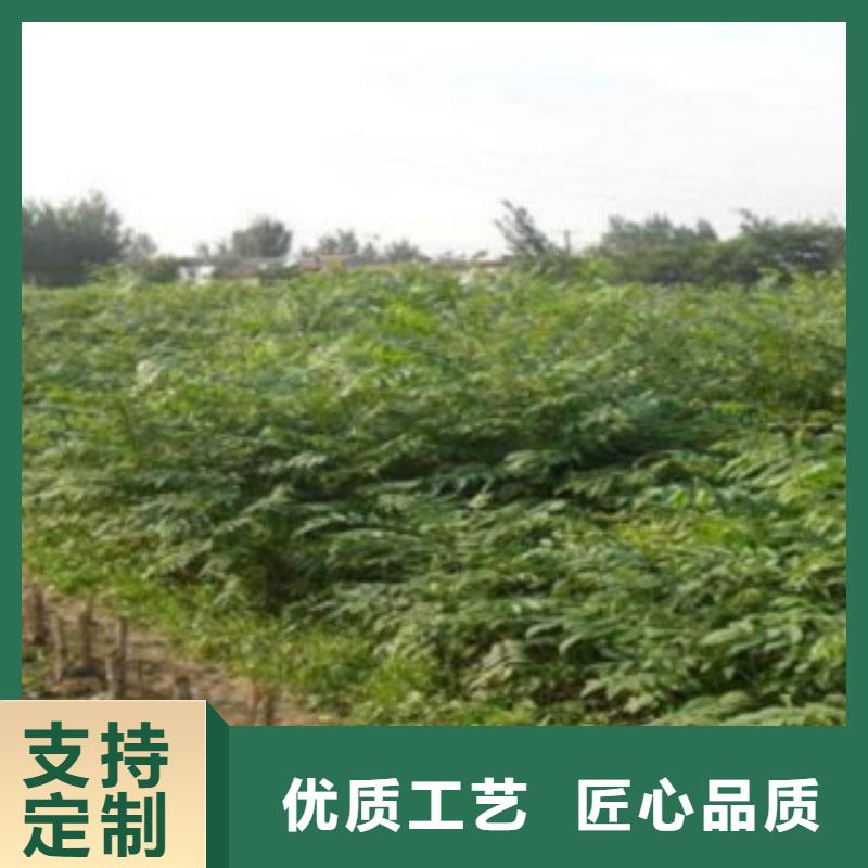供应香椿现货