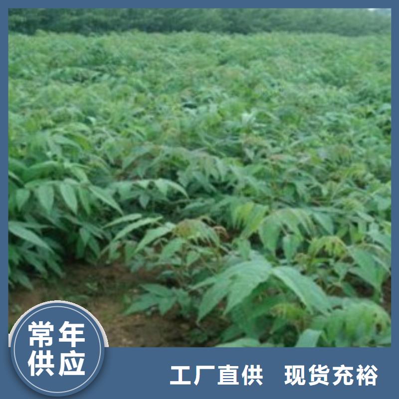 香椿-好品质、放心买