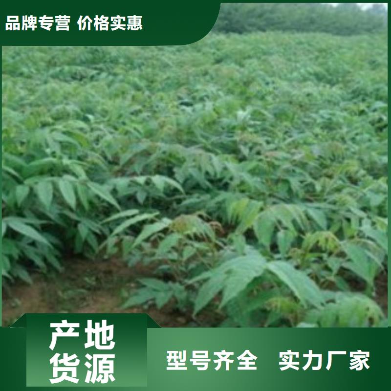定做香椿的厂家