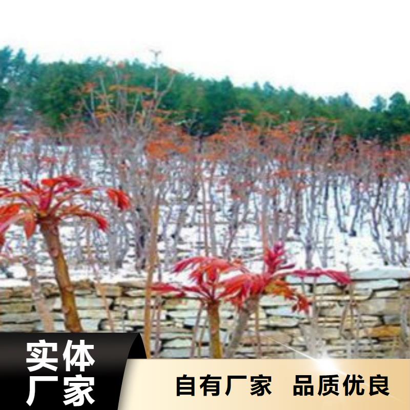 香椿_香椿厂家好产品放心购