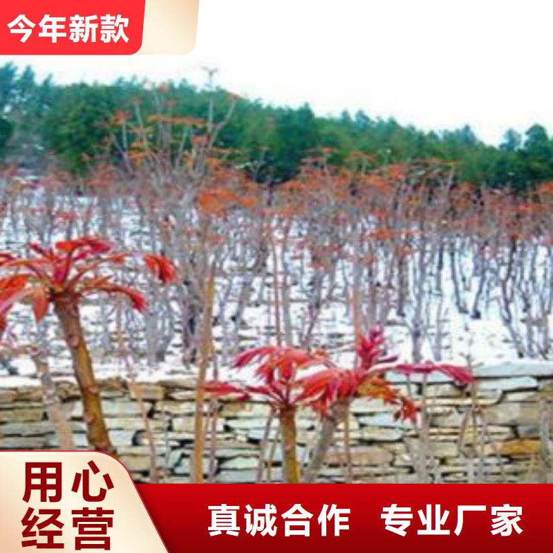 供应香椿的厂家优选厂家