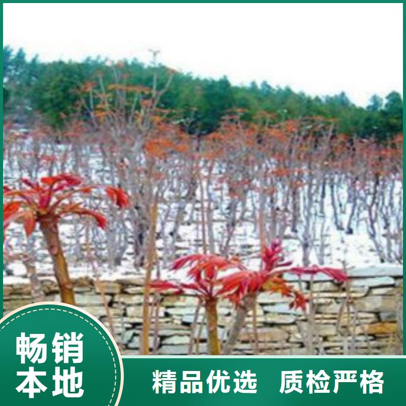 香椿-高新区建辉园艺场
