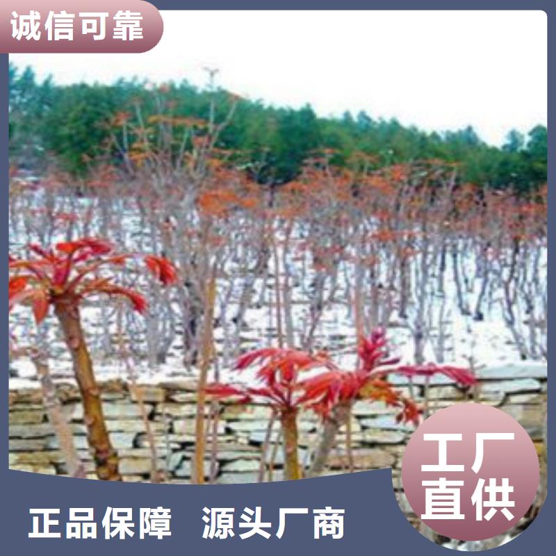 香椿厂家加工