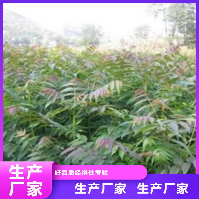 香椿新报价
