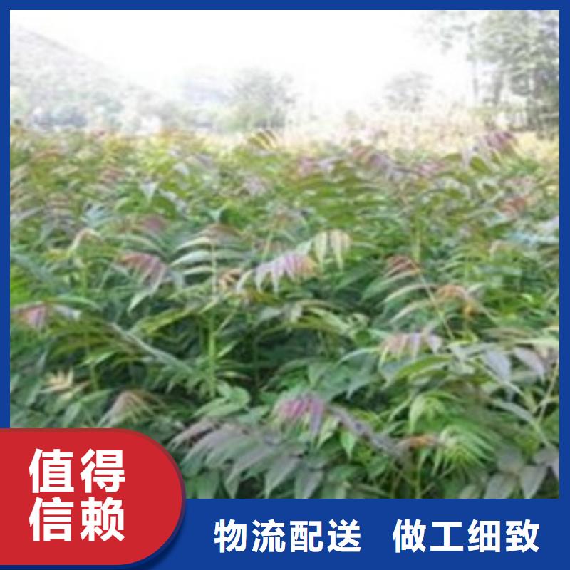 香椿排行源厂定制