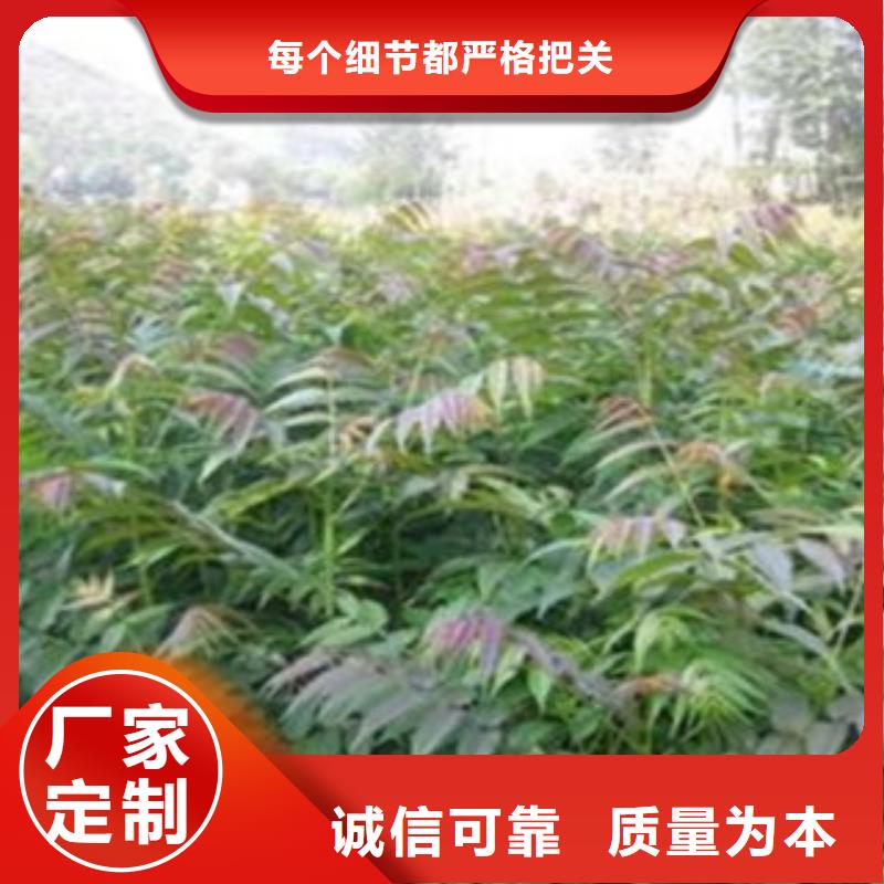 香椿超高性价比放心选购