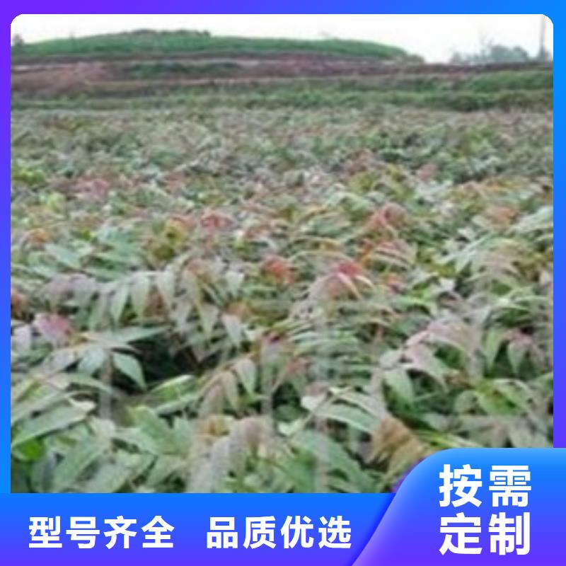 香椿厂家款式多样