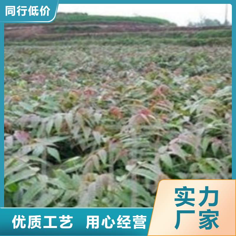 香椿品牌厂家-买着放心细节展示