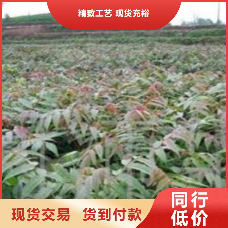 质量可靠的香椿销售厂家