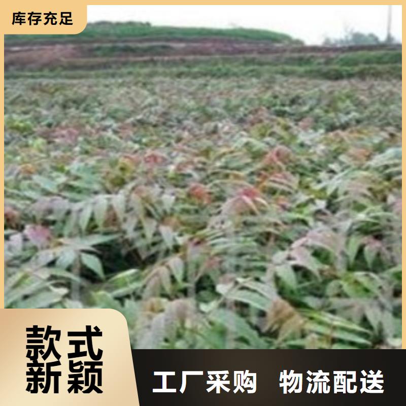 现货供应_香椿品牌:高新区建辉园艺场当地厂家