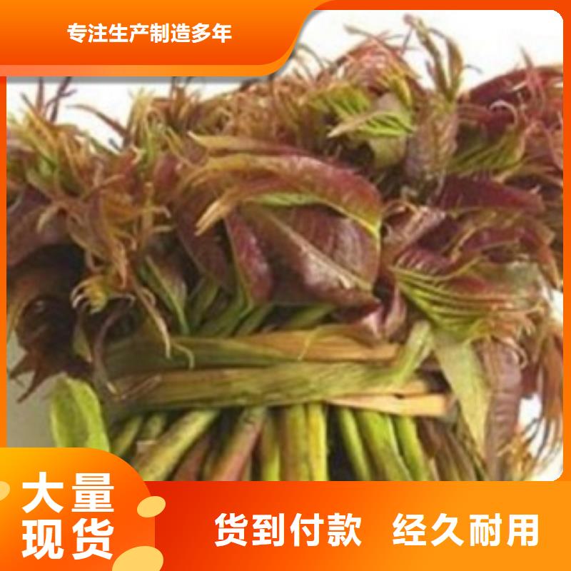 优选：香椿口碑厂家